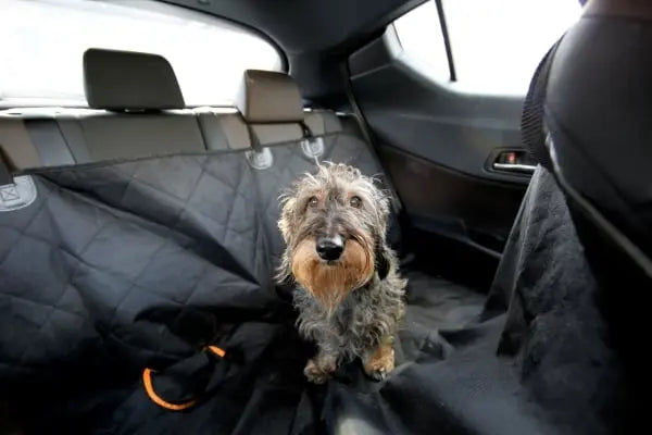 Astuces pour enlever les poils de chien et de chat dans une voiture – nettoyage pro Ambul Wash