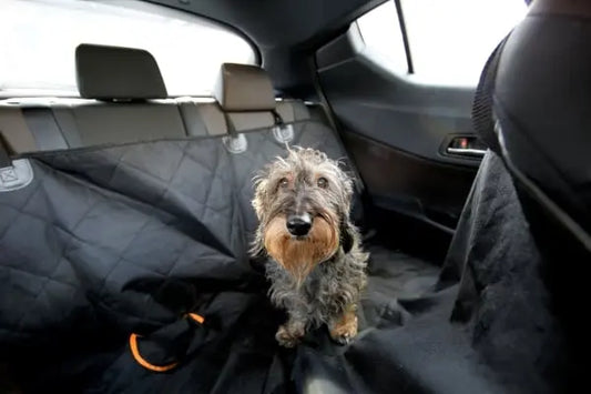 Astuces pour enlever les poils de chien et de chat dans une voiture – nettoyage pro Ambul Wash